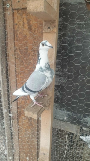 Ocazie! Vand femela voiajor sport 2025, linie Polonia TOP!