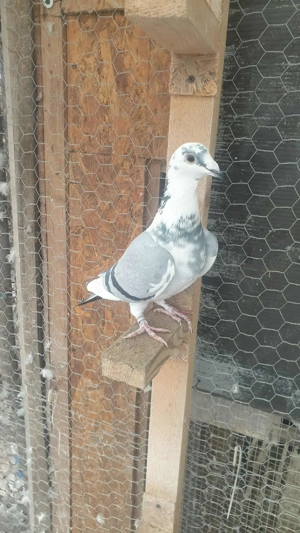 Ocazie! Vand femela voiajor sport 2025, linie Polonia TOP! - imagine 2