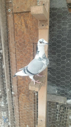 Ocazie! Vand femela voiajor sport 2025, linie Polonia TOP! - imagine 3