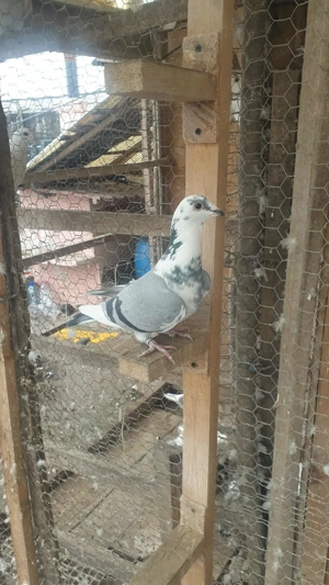 Ocazie! Vand femela voiajor sport 2025, linie Polonia TOP! - imagine 4