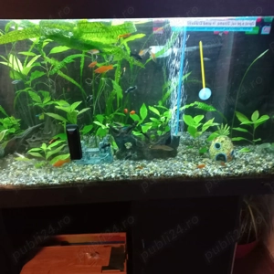 Acvariu Juwel - imagine 2