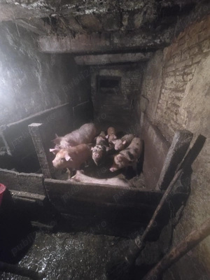 Porci de vânzare  - imagine 2