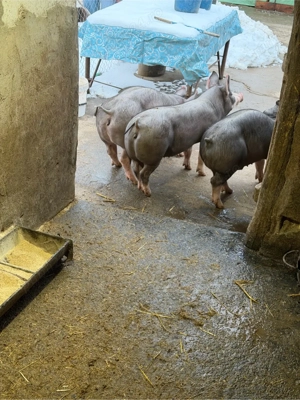 Purcei pietrain belgian - imagine 2