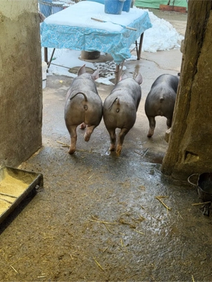 Purcei pietrain belgian - imagine 3