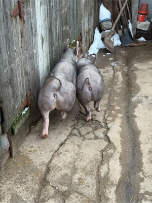 Purcei pietrain belgian