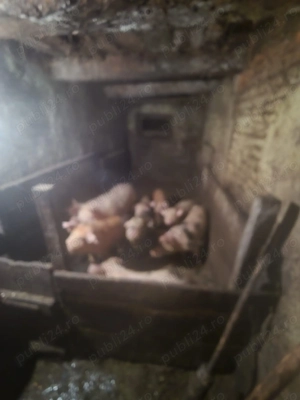 Porci de vânzare  - imagine 3