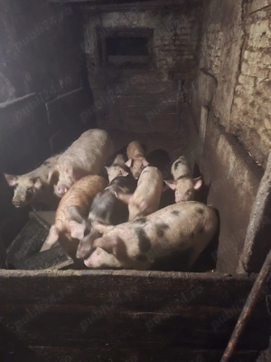 Porci de vânzare  - imagine 4