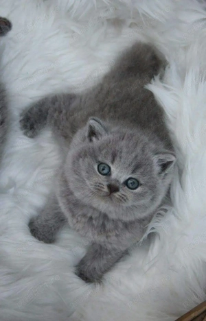 British Shorthair blue  - imagine 2