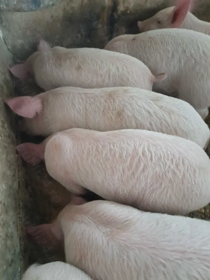 purcei 10 săptămâni 310 lei