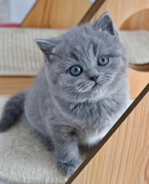 British Shorthair blue  - imagine 3