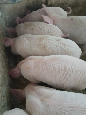 purcei 10 săptămâni 310 lei - imagine 2