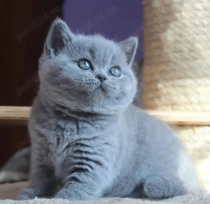 British Shorthair blue 