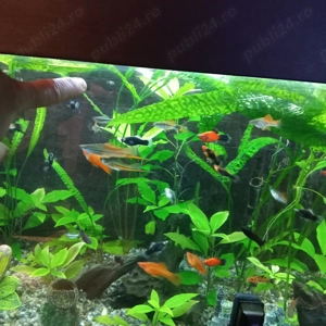 Acvariu Juwel - imagine 3