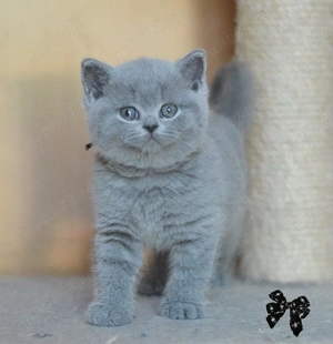 British Shorthair blue  - imagine 2