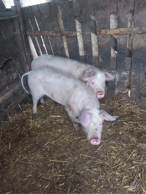 soldani de vanzare - imagine 3