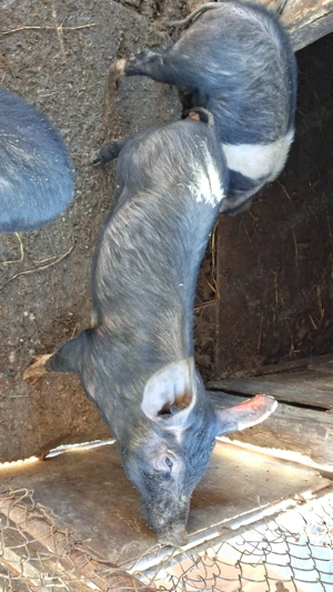 Vând porci - imagine 2