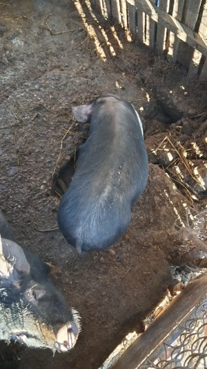 Vând porci - imagine 4