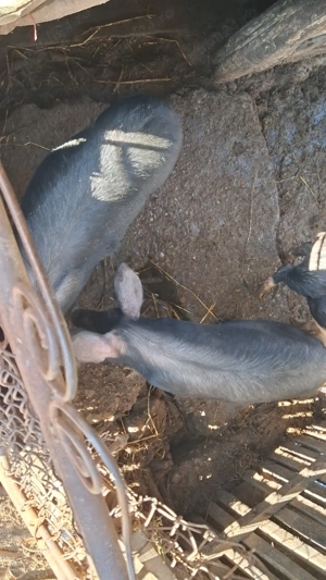 Vând porci - imagine 3