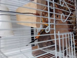 Vând urgent pereche Degu   femelă gestantă