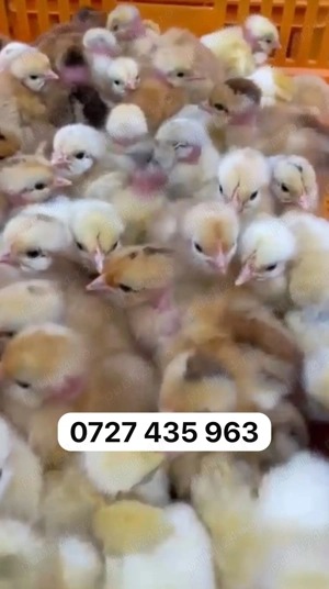 Vind pui de gaina de casa 