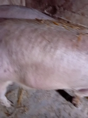 porci tineri de carne 130 -160 kg