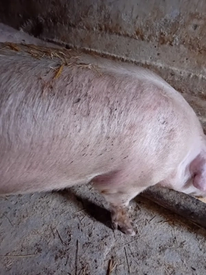 porci 120 - 300 kg - imagine 5