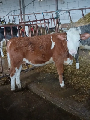 Vând vițea bălțată românească! - imagine 2