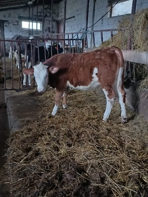 Vând vițea bălțată românească! - imagine 4