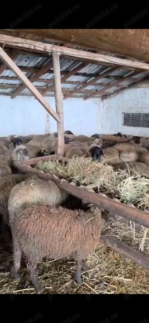 Oi fatate, tinere! - imagine 5