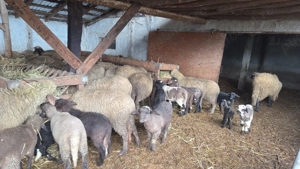 Oi fatate, tinere! - imagine 2