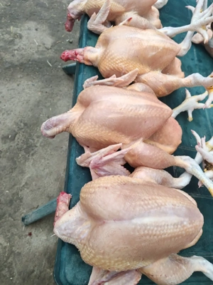 Vand pui de carne crescuti bio 30 lei kg taiat 