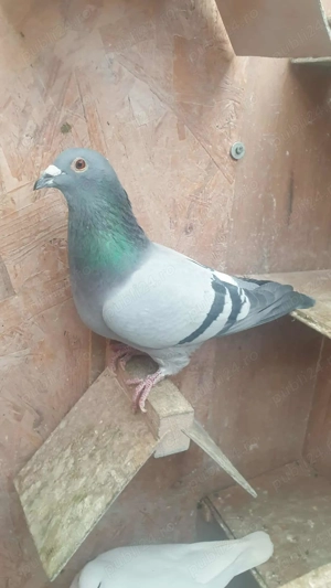 Ocazie! Vand femela voiajor sport de viteza, 2022, linie Germania! - imagine 5