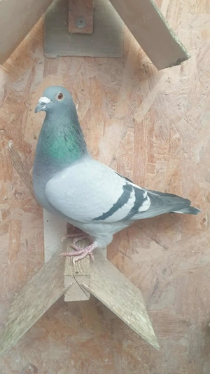 Ocazie! Vand femela voiajor sport de viteza, 2022, linie Germania! - imagine 3