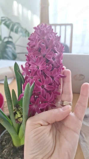 Zambile la ghiveci pentru 1 si 8 martie