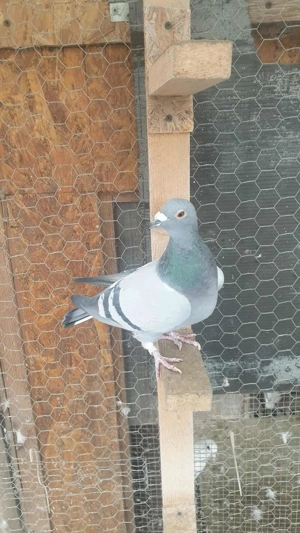 Ocazie! Vand femela voiajor sport de viteza, 2022, linie Germania! - imagine 4