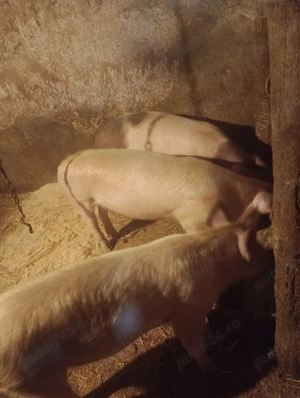 porci de vânzare  - imagine 2