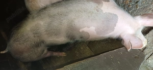 Caută altă casă  - imagine 3