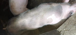 Caută altă casă  - imagine 2