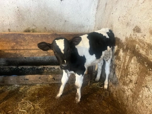 vand tăurași - imagine 5