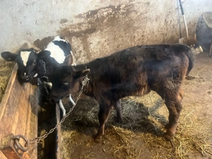 vand tăurași - imagine 2