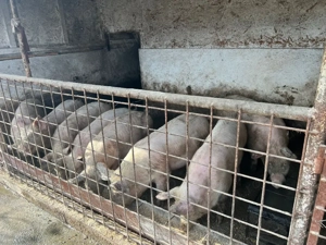 Porci de vancare  - imagine 4