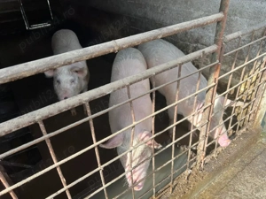 Porci de vancare  - imagine 2