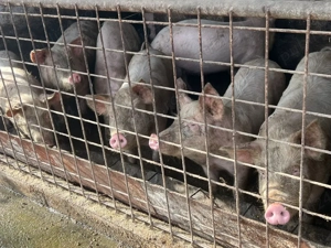 Porci de vancare  - imagine 3