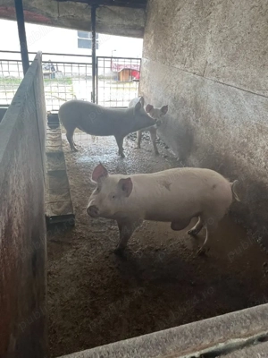 Porci de vancare  - imagine 5