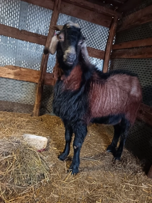 Se vinde țap  bun de reproducere