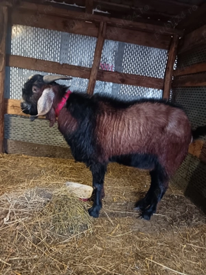 Se vinde țap  bun de reproducere - imagine 2