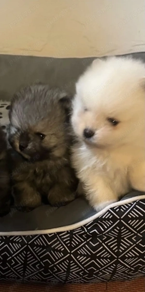 Pui Pomeraniani rasa pură - imagine 3