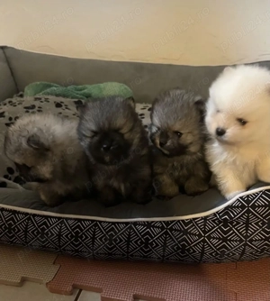 Pui Pomeraniani rasa pură - imagine 4