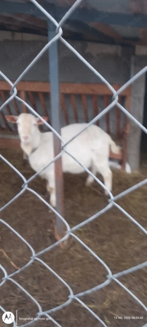 Vânzări animale - imagine 2