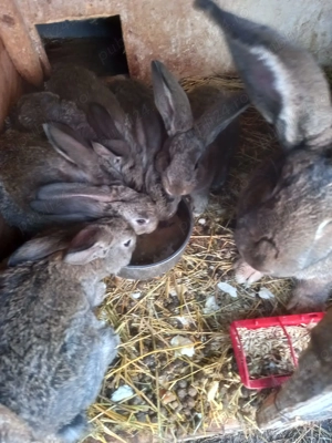 Vand iepuri uriasi german - imagine 2